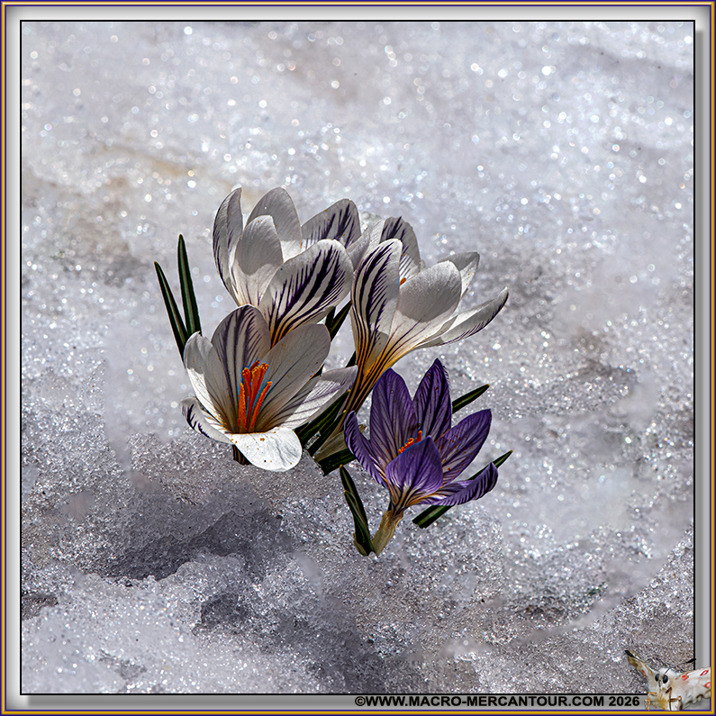 Crocus Versicolor